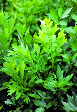 Levisticum officinale lovage 